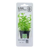 Tropica PCS Pot Bacopa Compact x 3