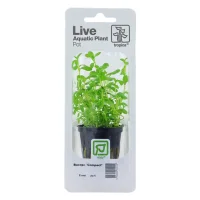 Tropica PCS Pot Bacopa monnieri Compact x 3