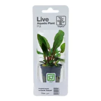 Tropica PCS Pot Cryptocoryne beckettii Petchii x 3
