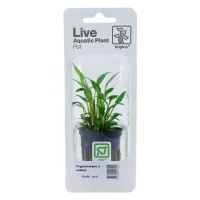Tropica PCS Pot Cryptocoryne x willisii x 3