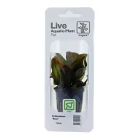 Tropica PCS Pot Echinodorus Reni x 3