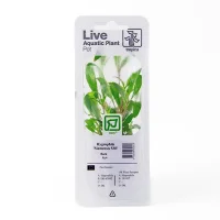 Tropica PCS Pot Hygrophila Siamensis 53B x 3