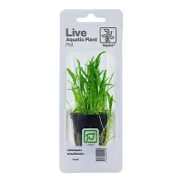Tropica PCS Pot Lilaeopsis brasiliensis x 3