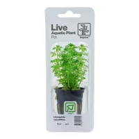 Tropica PCS Pot Limnophila sessiliflora x 3
