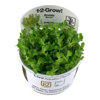 Tropica Rotala sp. bonsai 1-2-GROW x 3