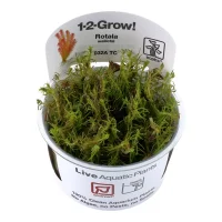 Tropica Rotala wallichii 1-2-GROW x 3
