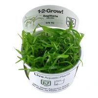 Tropica Sagittaria subulata 1-2-GROW