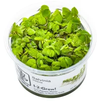 Tropica Salvinia Minima 1-2-GROW
