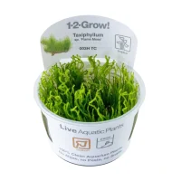 Tropica Taxiphyllum sp. Flame 1-2-GROW