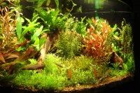Tropica Ugens sortimentskasse 80 stk