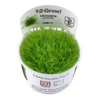 Tropica Utricularia graminifolia 1-2-GROW x 3
