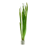 Tropica Vallisneria americana Natans bundt plantestængler