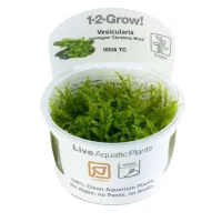 Tropica Vesicularia dubyana Christmas 1-2-GROW