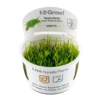 Tropica Vesicularia ferriei Weeping 1-2-GROW