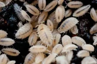 Tropiske bænkebidere (Trichorhina tomentosa)
