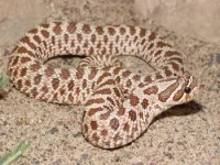 Trynesnog (vestlig trynesnog) Heterodon nasicus nasicus