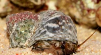 Turbo brunneus M
