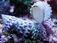 Turbosnegl (Tectus fenestratus) Kæmpe snegl