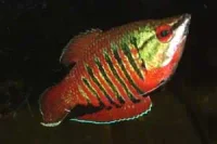 Vaillants chokoladegurami (Sphaerichthys vaillanti)