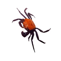 Vampyr krabbe med sorte ben Geosesarma sp. Black Leg