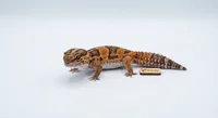 Vestafrikansk Tykhalegecko - Hemiteconyx caudicinctus