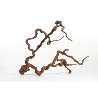 Vinrankerod 70-100 cm (Winewood)