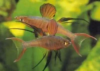 Werners Regnbuefisk (Iriatherina werneri)