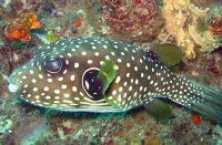 White-spotted Puffer (Arothron hispidus)