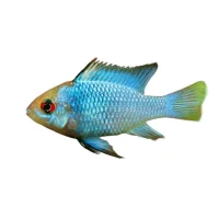 XXL Elektrisk Blå Sommerfuglecichlide (Papiliochromis ramirezi)