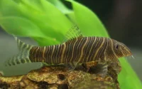 Zebra smerling (Botia striata)