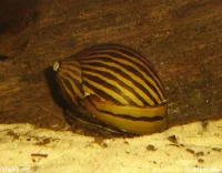 Zebra snegl (Neritina turrita)