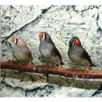 Zebrafinke hun (Taeniopygia guttata)