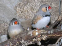 Zebrafinke (Taeniopygia guttata)