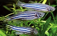 Zebrafisk (Brachydanio rerio)