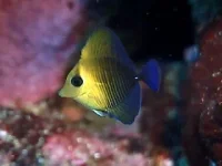 Zebrasoma Scopas kirurgfisk