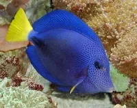 Zebrasoma xanthurus
