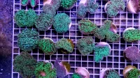 Euphyllia spp.