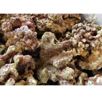 Fiji Levende sten 1 kg