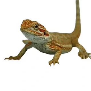 Agamer