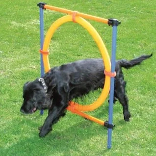 Agility-udstyr-til-hund---sjov-traening-og-leg