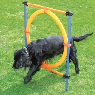 Agility-udstyr-til-hvalpe---sjov-traening-og-leg