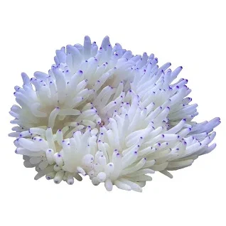 Anemoner-og-boersteorme