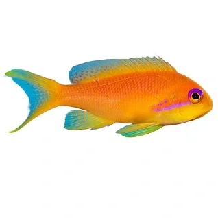 Anthias-og-Pseudanthias