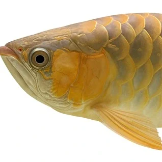 Asiatisk-Arowana---Eksotisk-dragefisk-til-akvariet