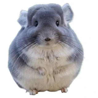 Chinchilla