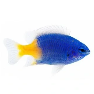 Damsler