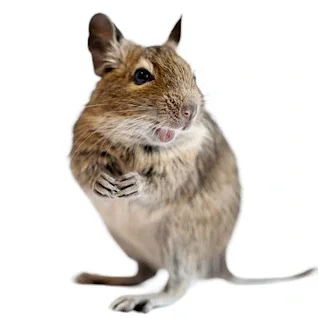 Degu