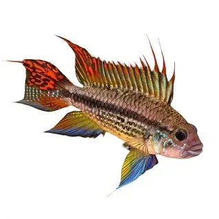 Dvaergcichlider