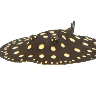 Ferskvandsrokker---Potamotrygon