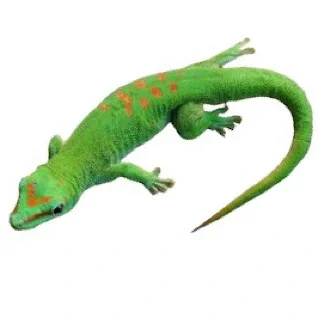 Gekkoer